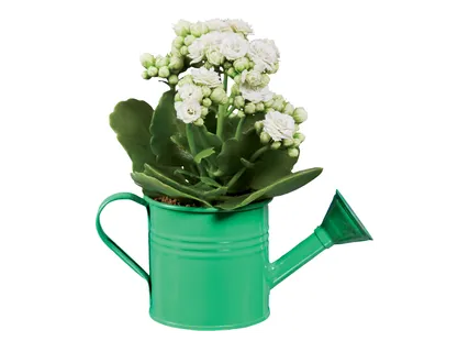 Мини каланхое