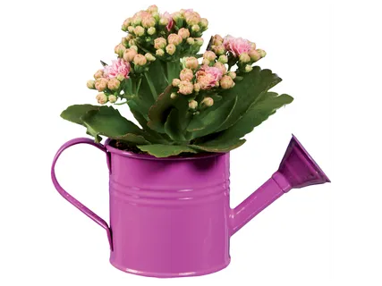 Мини каланхое