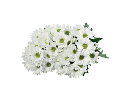 Хризантеми